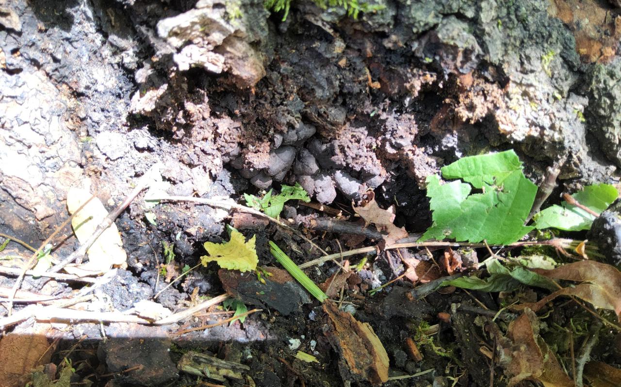 projevy dřevomoru kořenového na bázi kmene lípy